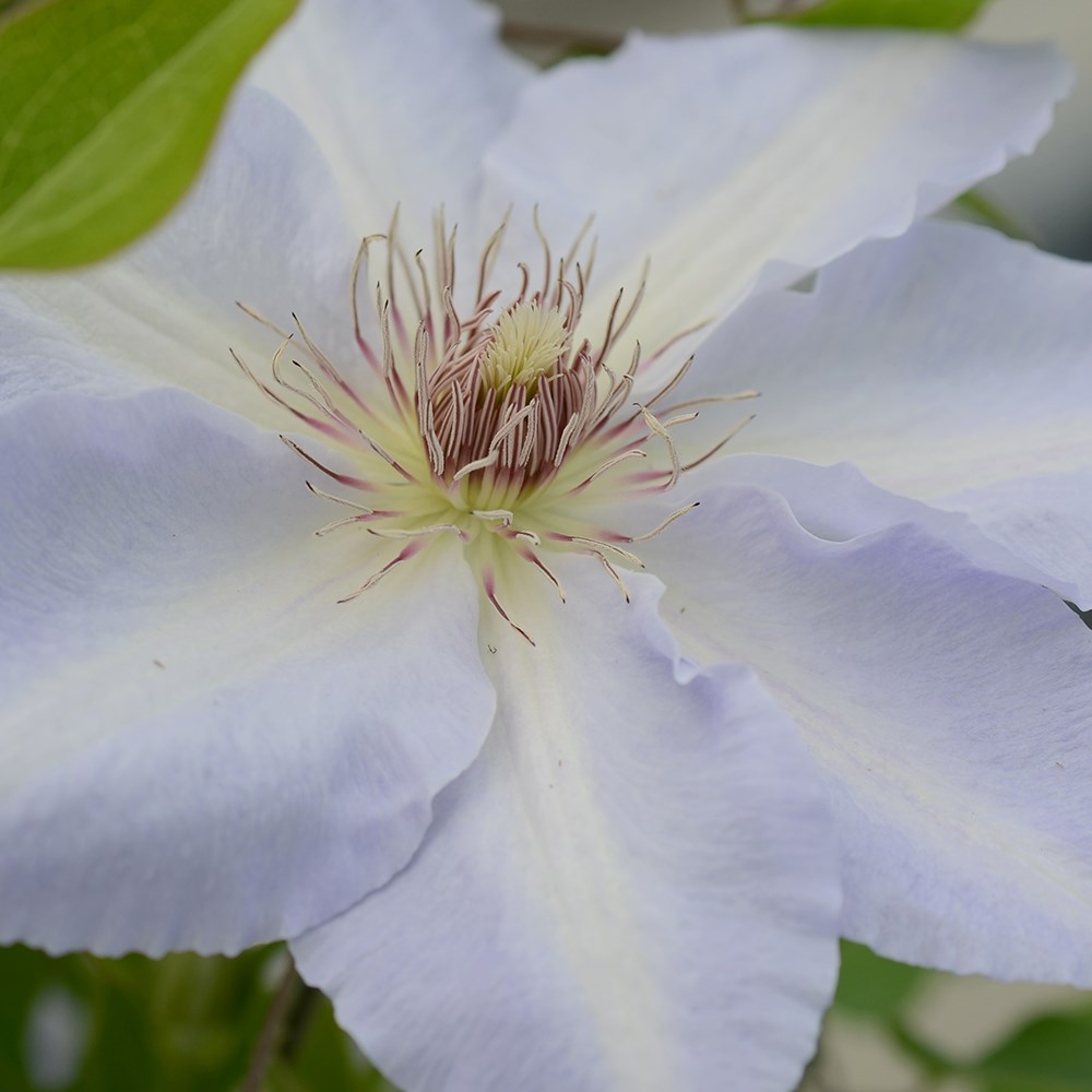 <i>Clematis</i> <b class=small-caps>Tranquilité</b> ('Evipo111') (PBR) (Boulevard Series)