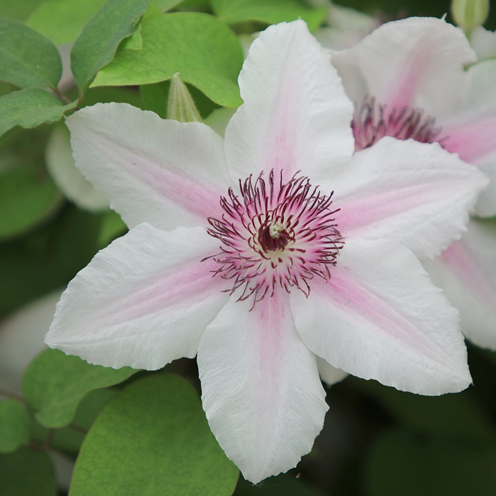 <i>Clematis</i> <b class=small-caps>The Countess of Wessex</b> ('Evipo073') (PBR) (Boulevard Series)