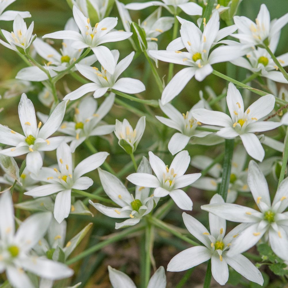 <i>Ornithogalum umbellatum</i> 