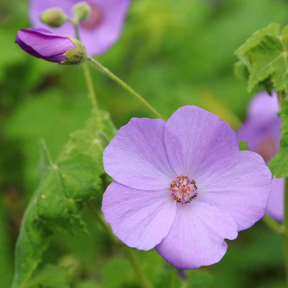 <i>Corynabutilon</i> × <i>suntense</i>