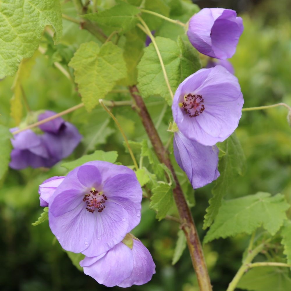 <i>Corynabutilon</i> × <i>suntense</i>