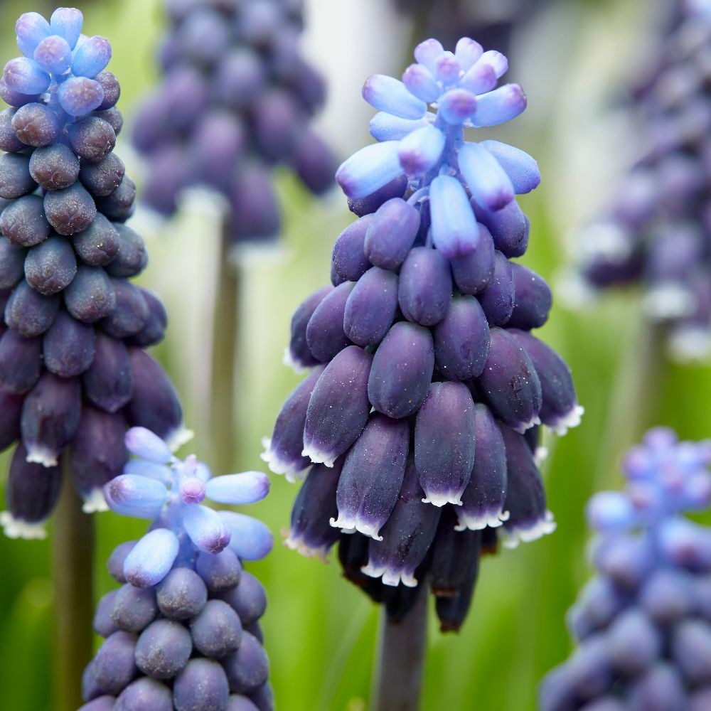 <i>Muscari neglectum</i> 
