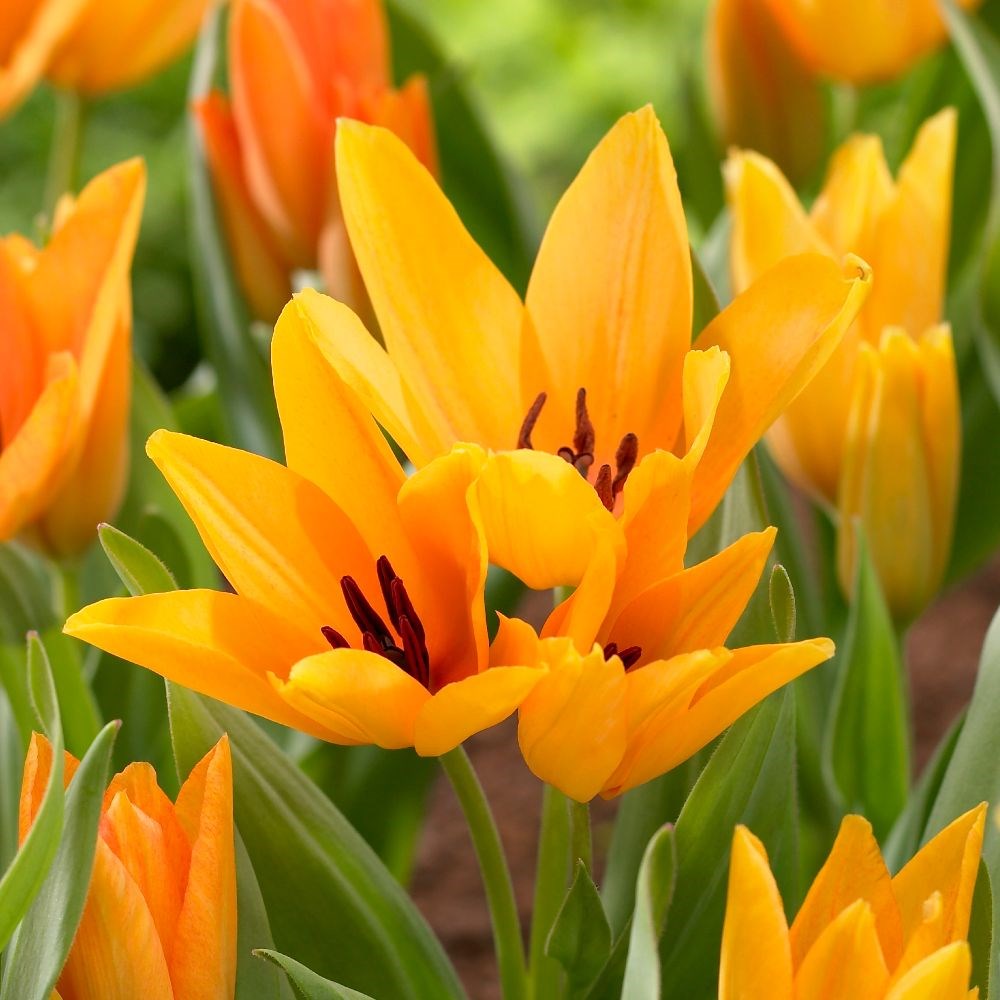 <i>Tulipa praestans</i> 'Shogun'