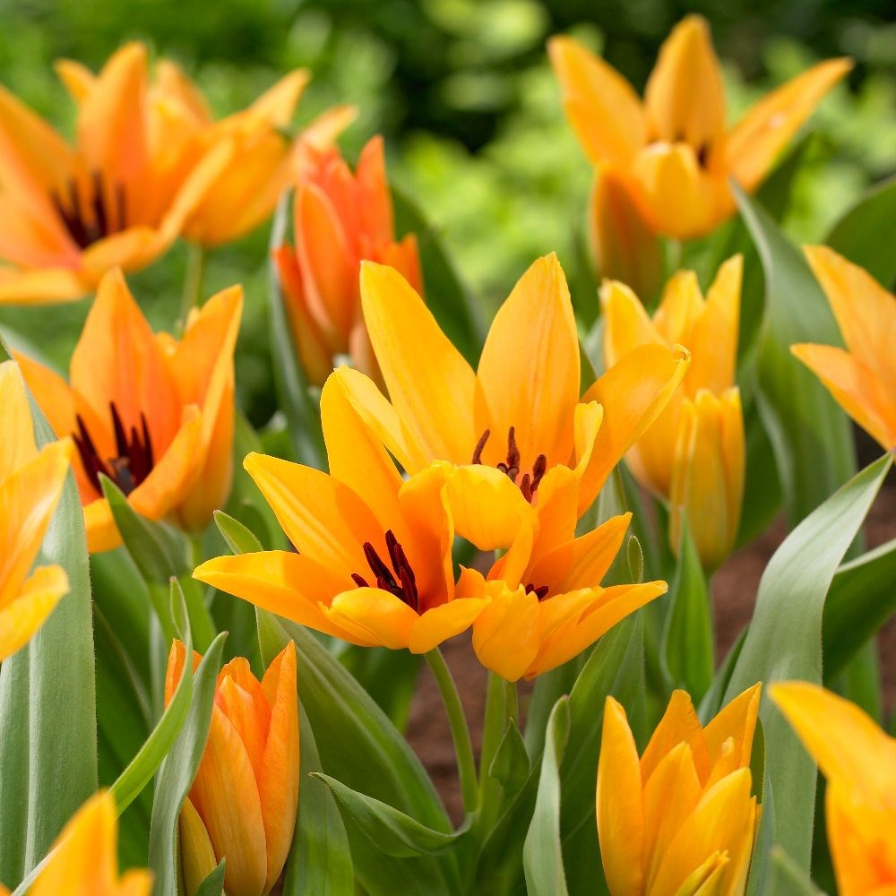 <i>Tulipa praestans</i> 'Shogun'