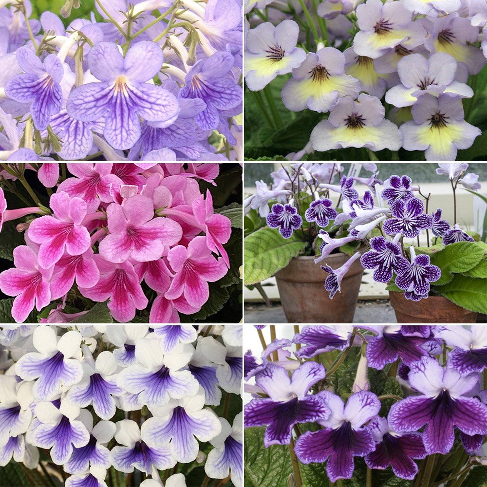 Award-winning Streptocarpus collection
