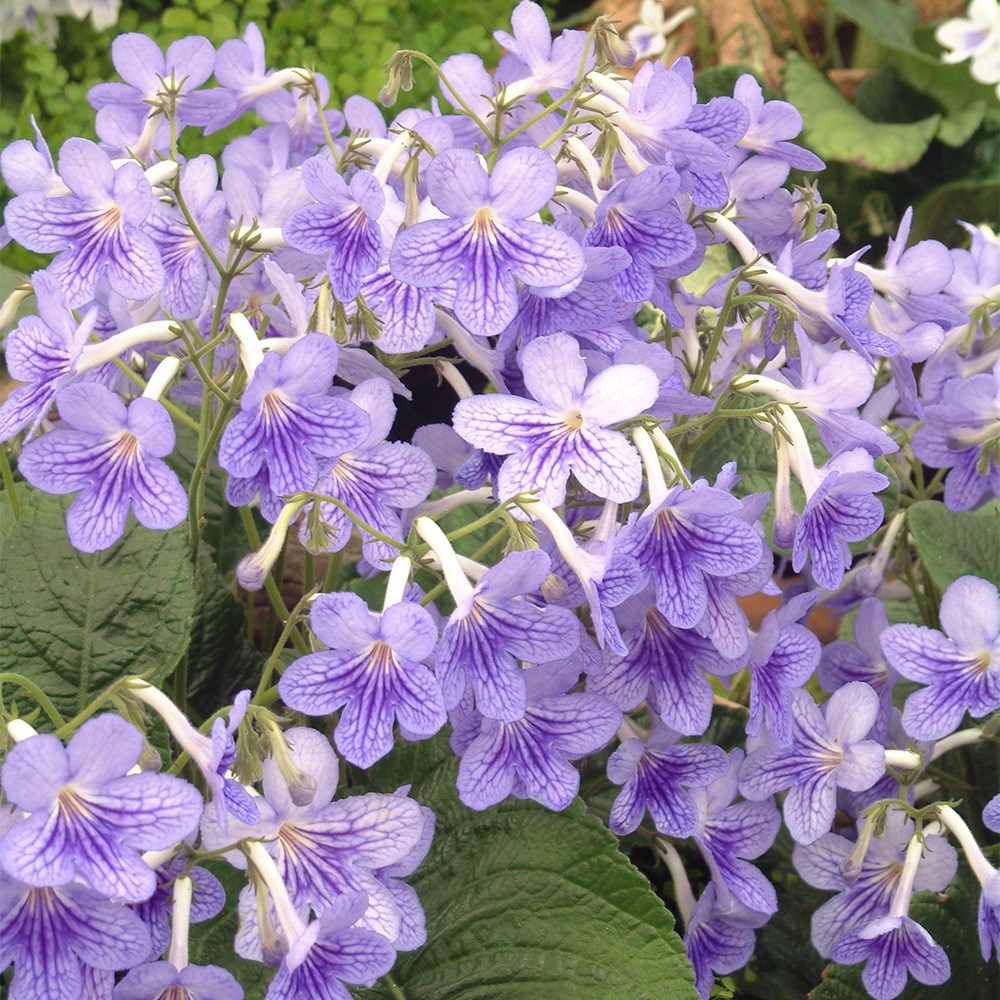 Award-winning Streptocarpus collection