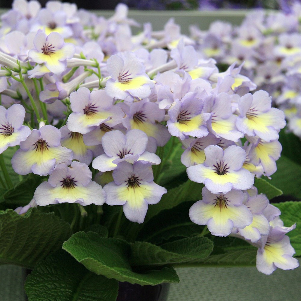 Award-winning Streptocarpus collection