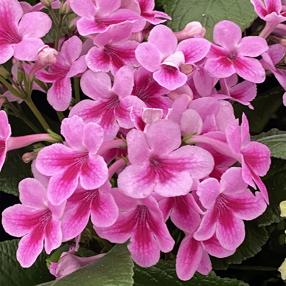 Award-winning Streptocarpus collection
