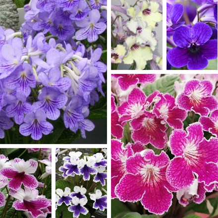 Streptocarpus collection Blue and Pink