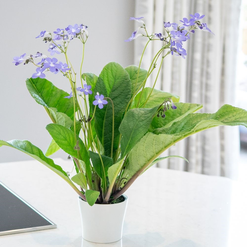<i>Streptocarpus</i> 'Falling Stars'