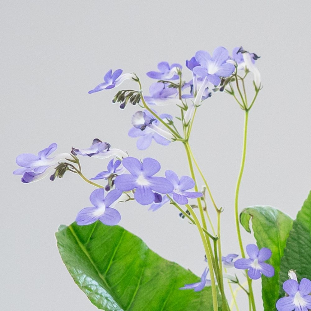<i>Streptocarpus</i> 'Falling Stars'