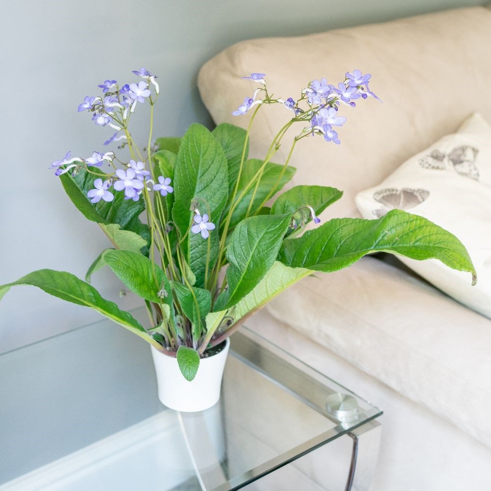 <i>Streptocarpus</i> 'Falling Stars'