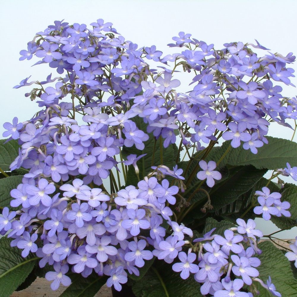 <i>Streptocarpus</i> 'Falling Stars'