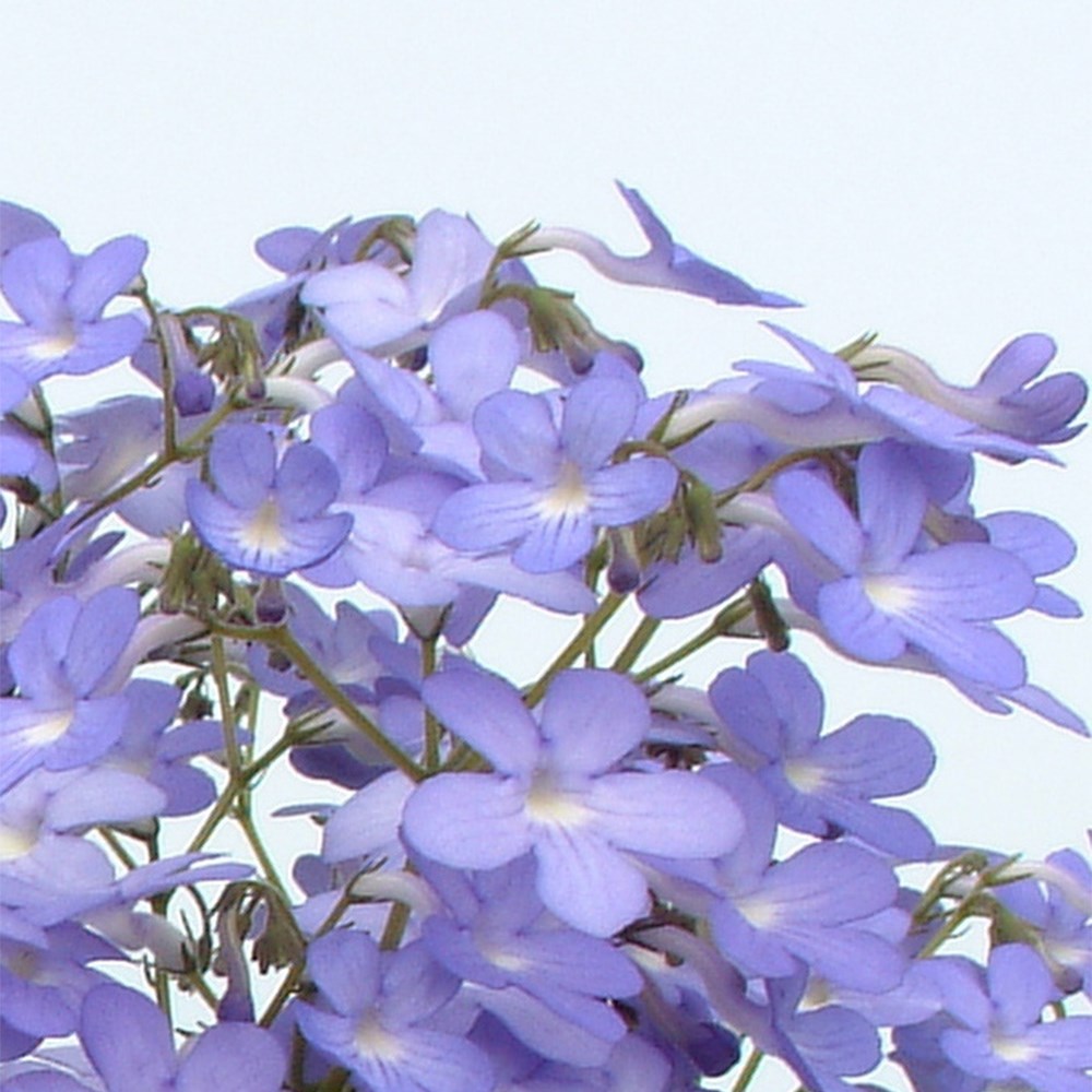 <i>Streptocarpus</i> 'Falling Stars'