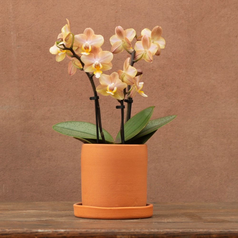Phalaenopsis Aromio Honey | Scented Orchid