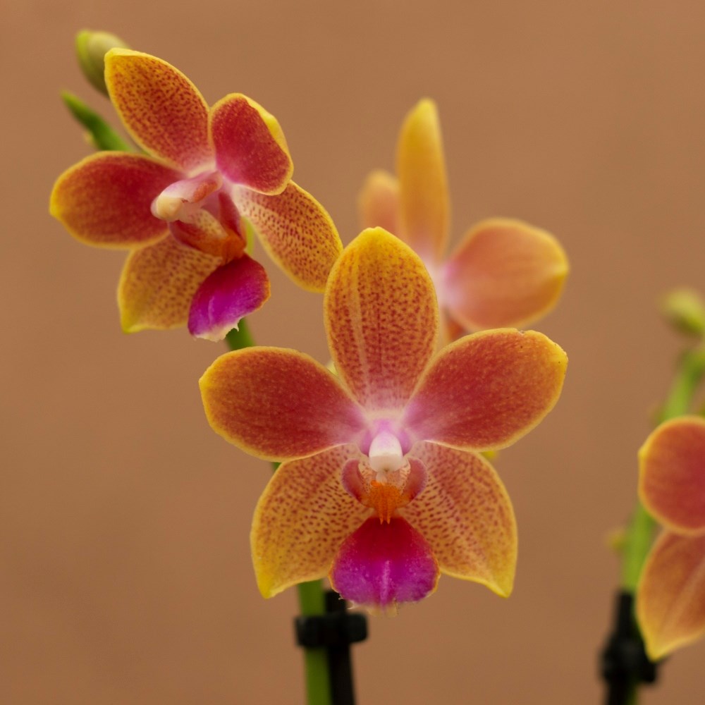 Phalaenopsis Aromio Spring | Scented Orchid