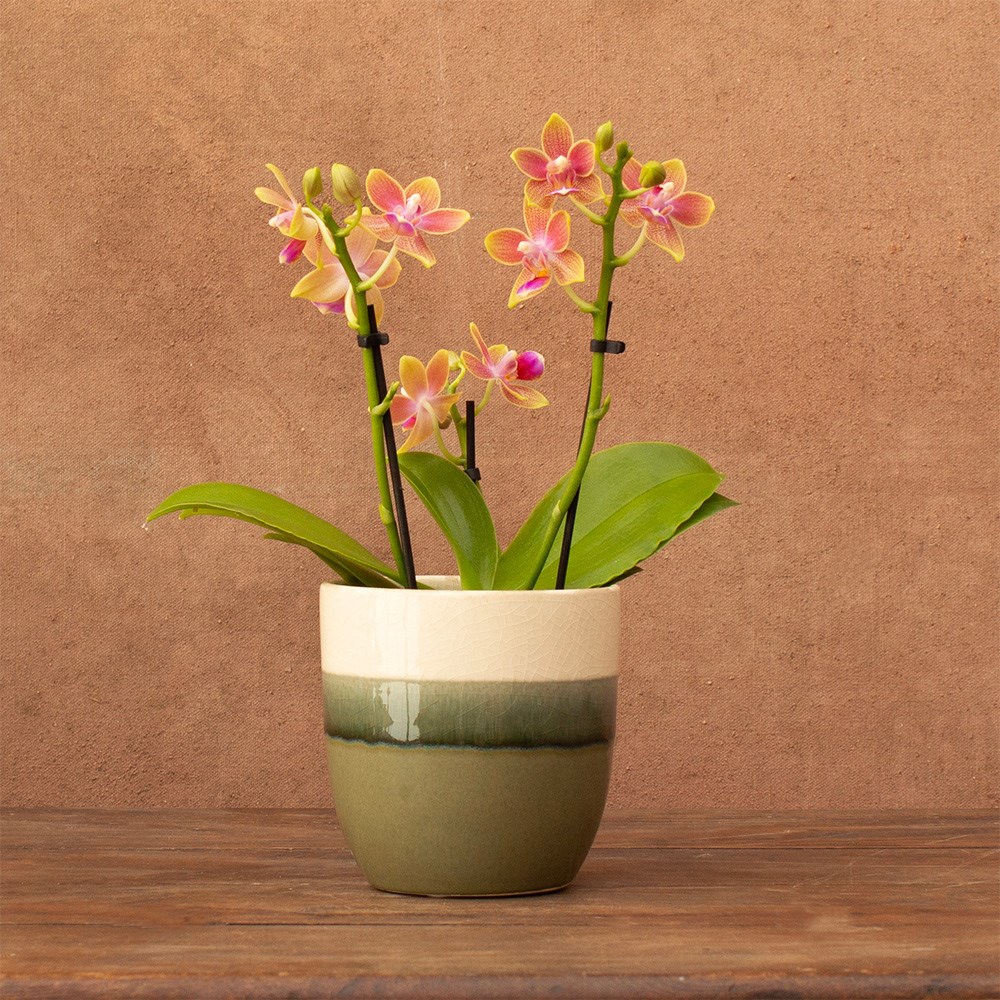 Phalaenopsis Aromio Spring | Scented Orchid