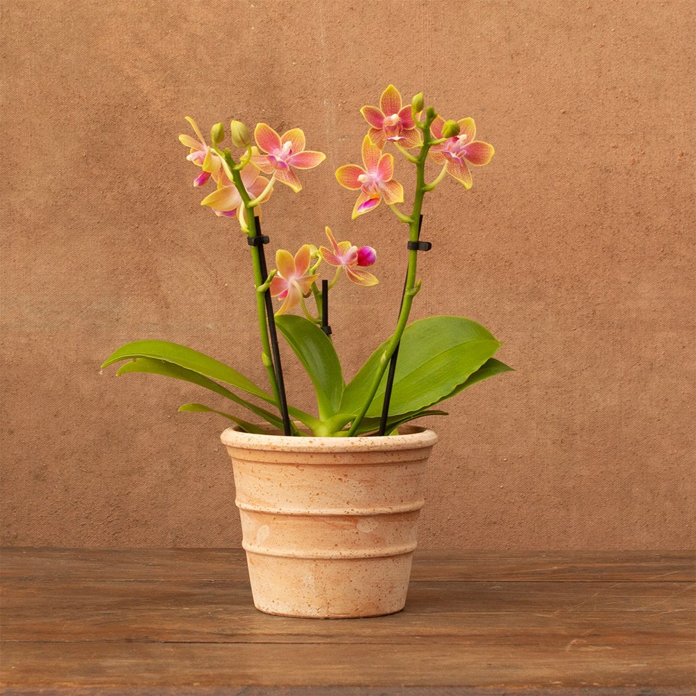 Phalaenopsis Aromio Spring | Scented Orchid