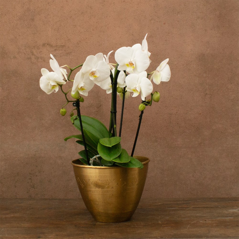 Phalaenopsis Fontano Bellagio | Orchid