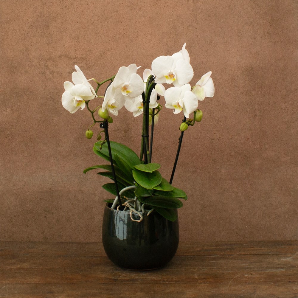 Phalaenopsis Fontano Bellagio | Orchid