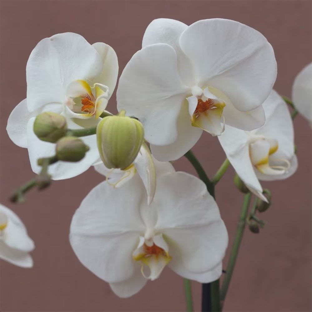 Phalaenopsis Fortuno Alto | Orchid
