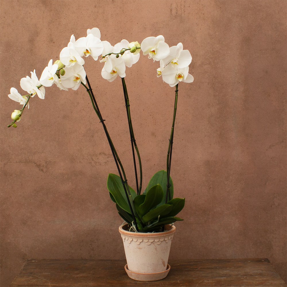 Phalaenopsis Fortuno Alto | Orchid