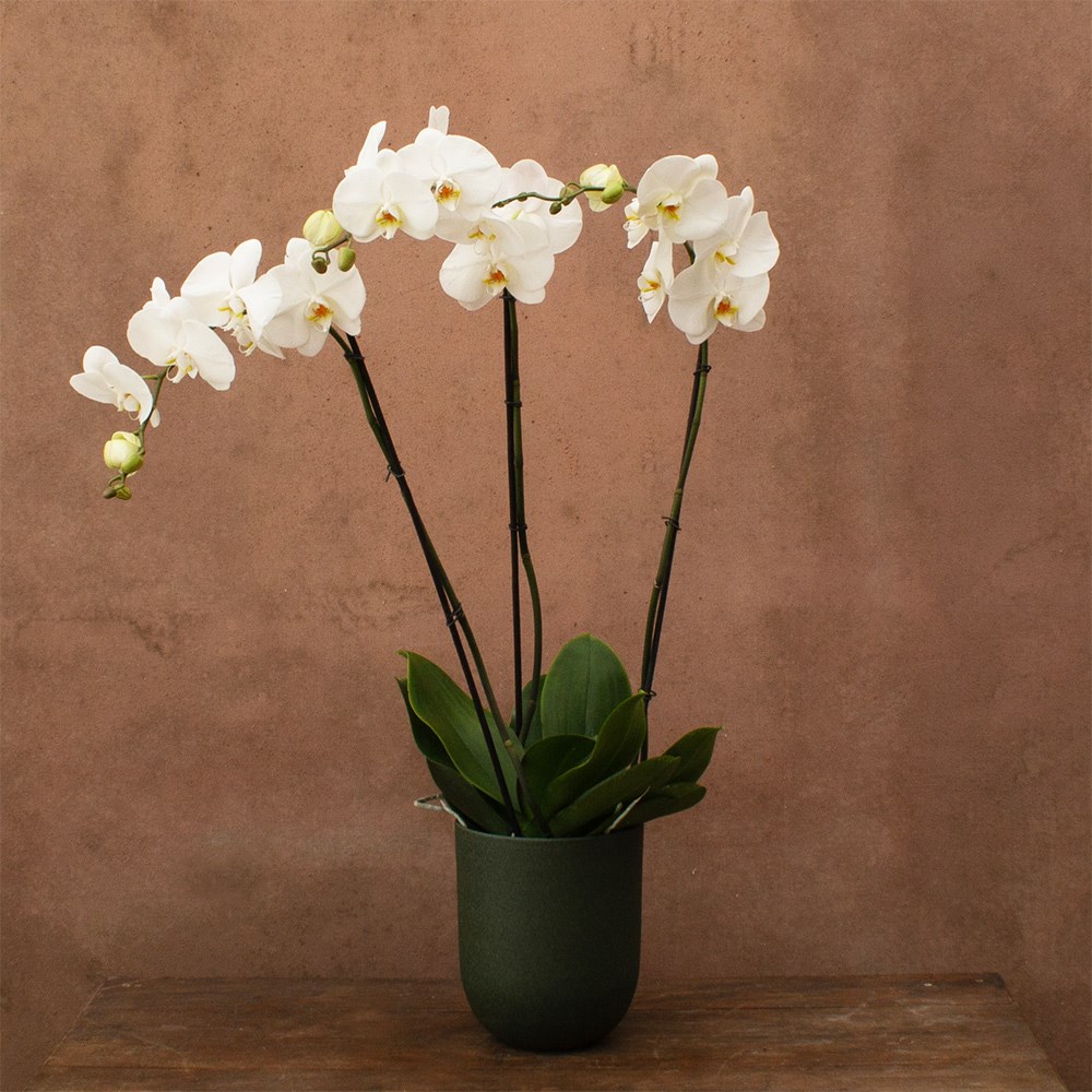 Phalaenopsis Fortuno Alto | Orchid
