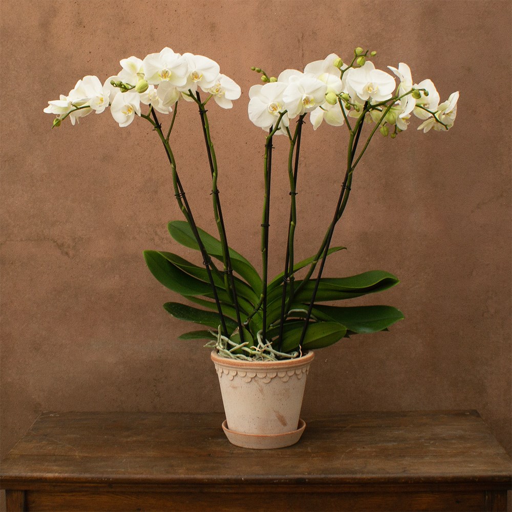 Phalaenopsis Theatro Classico | Orchid