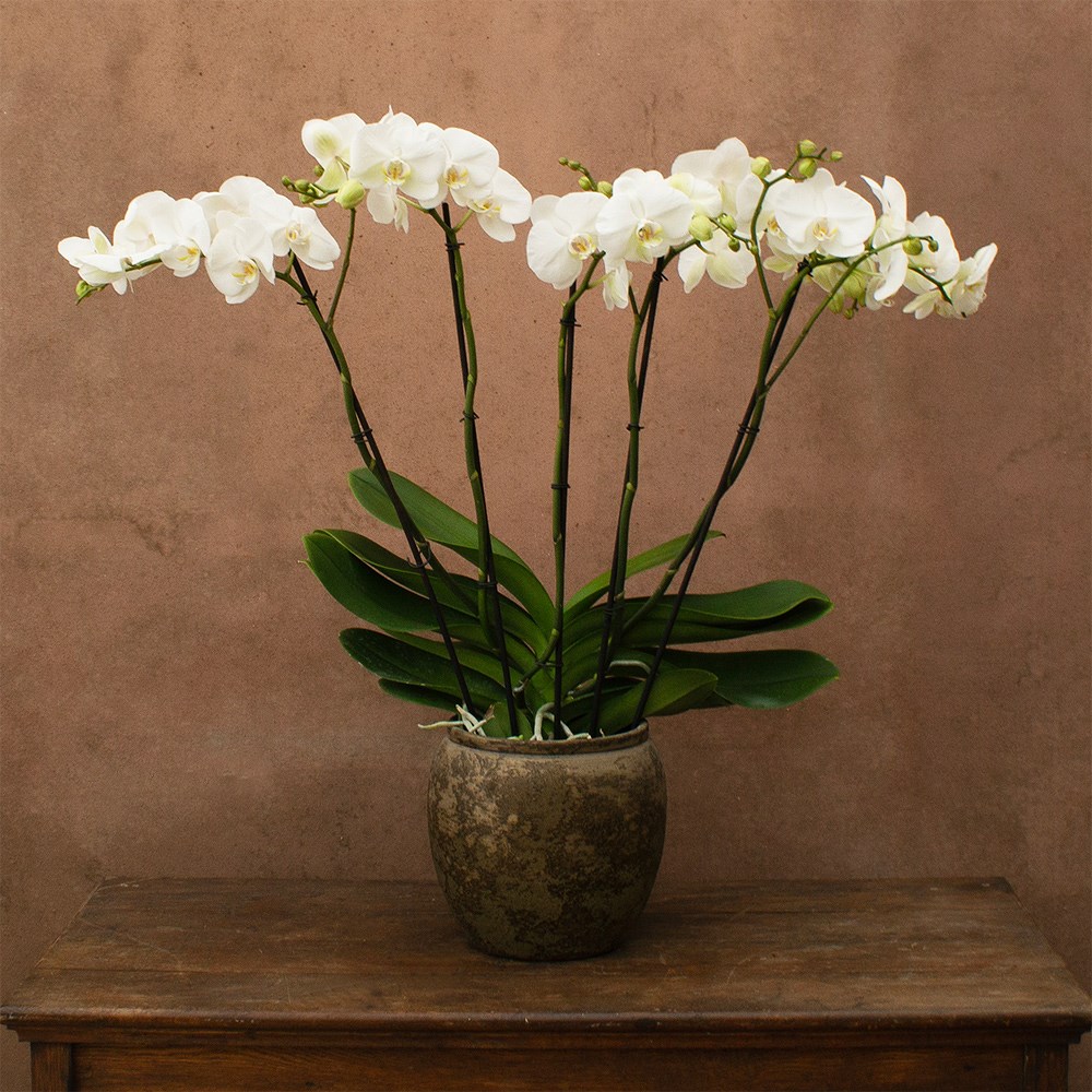 Phalaenopsis Theatro Classico | Orchid