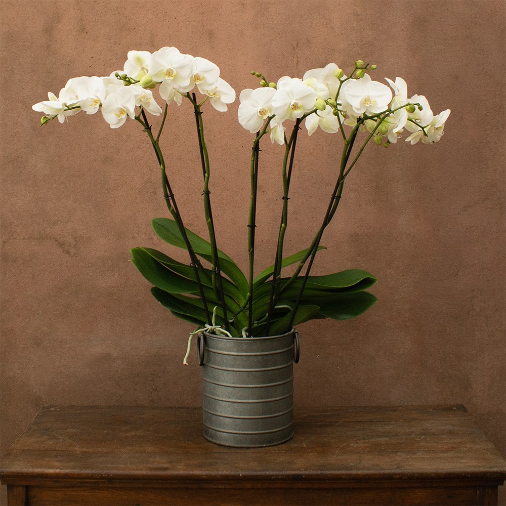 Phalaenopsis Theatro Classico | Orchid