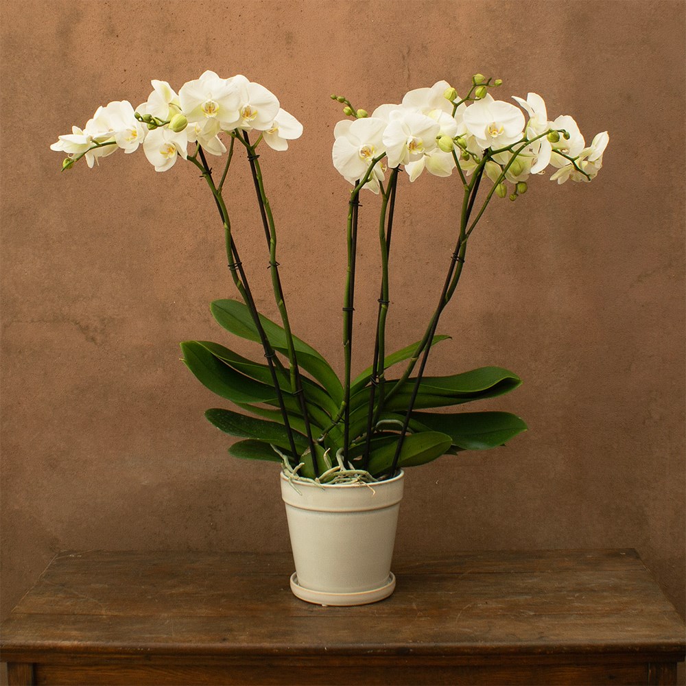 Phalaenopsis Theatro Classico | Orchid