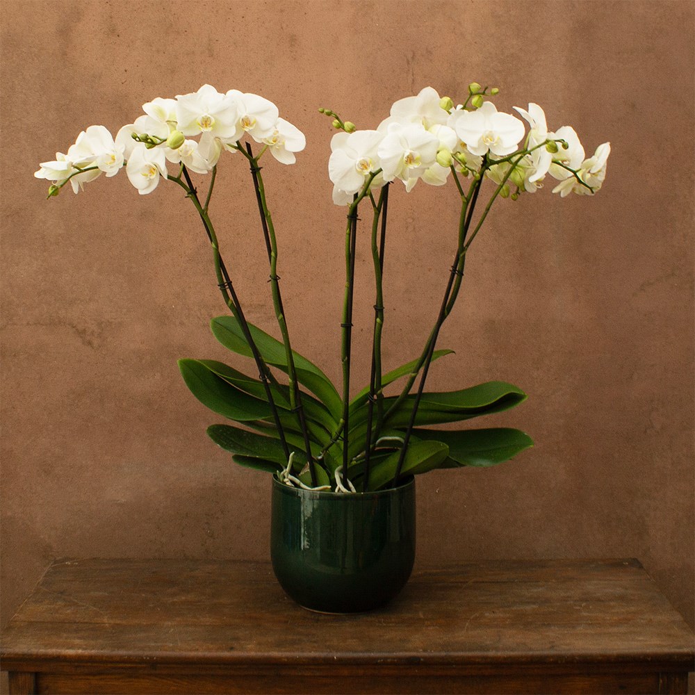 Phalaenopsis Theatro Classico | Orchid