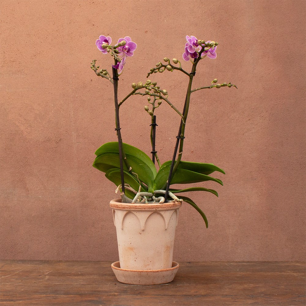Phalaenopsis Violet Queen | Orchid