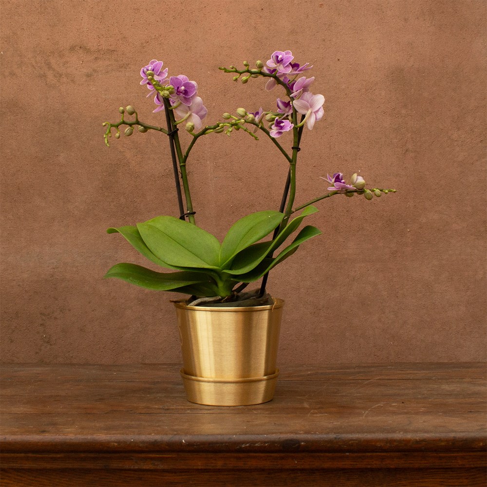 Phalaenopsis Violet Queen | Orchid
