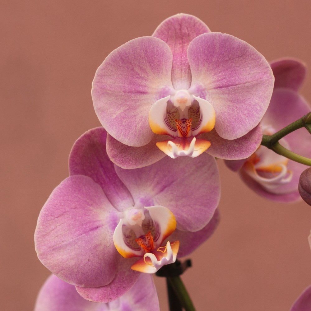 Phalaenopsis Honey Peach | Orchid