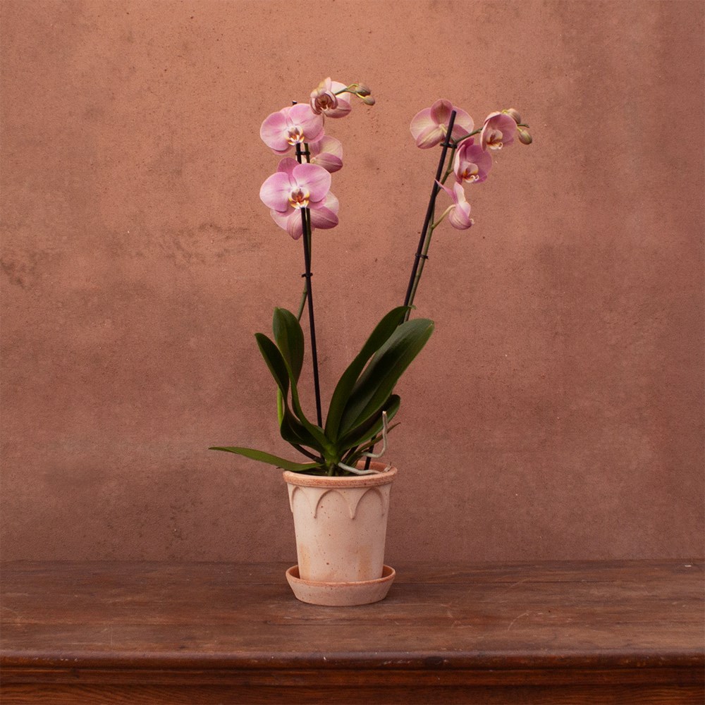 Phalaenopsis Honey Peach | Orchid