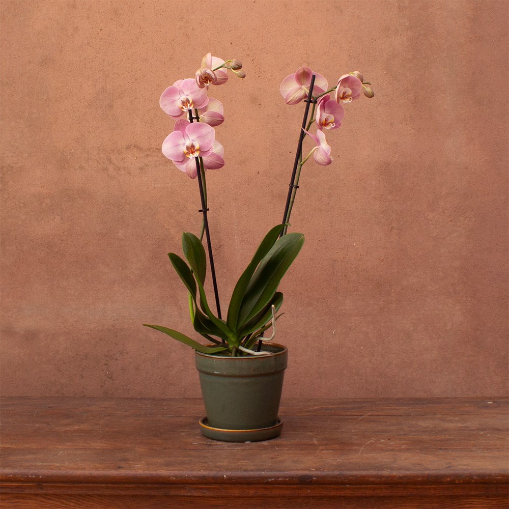 Phalaenopsis Honey Peach | Orchid
