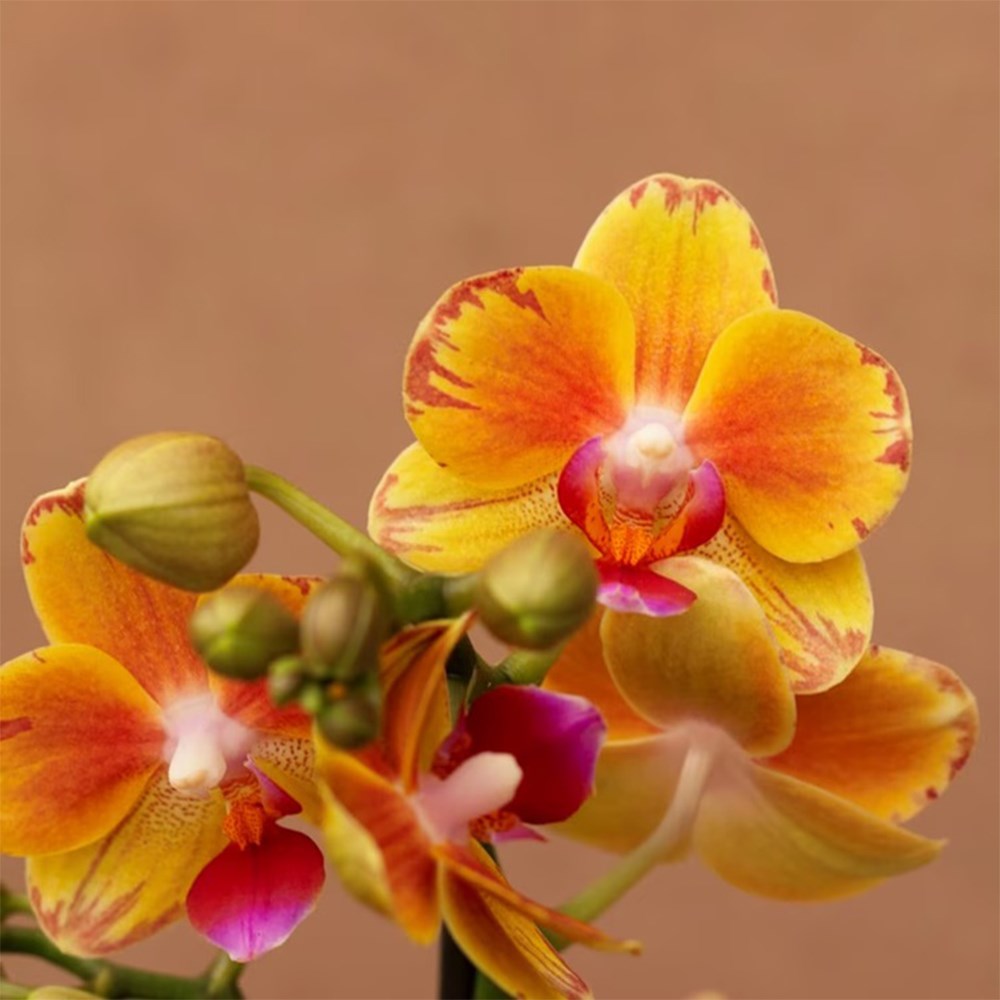 Phalaenopsis Juno | Orchid
