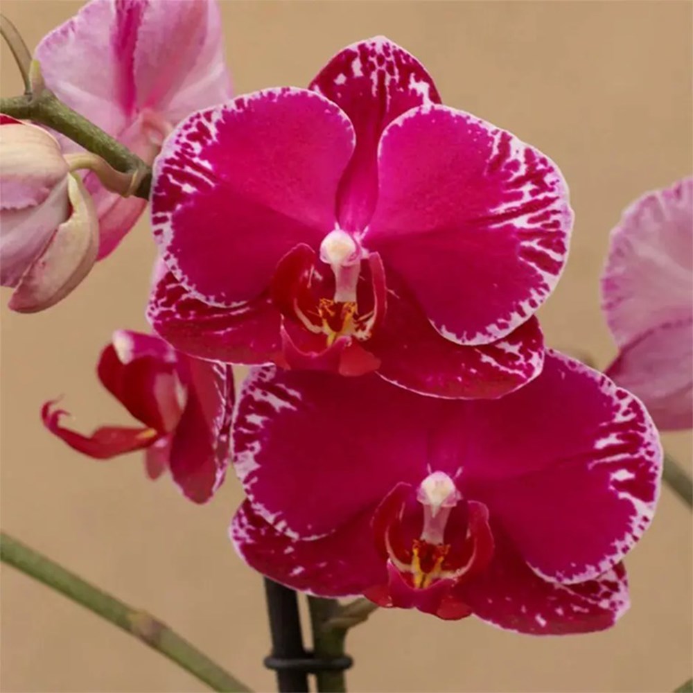 Phalaenopsis Asian Violin | Orchid