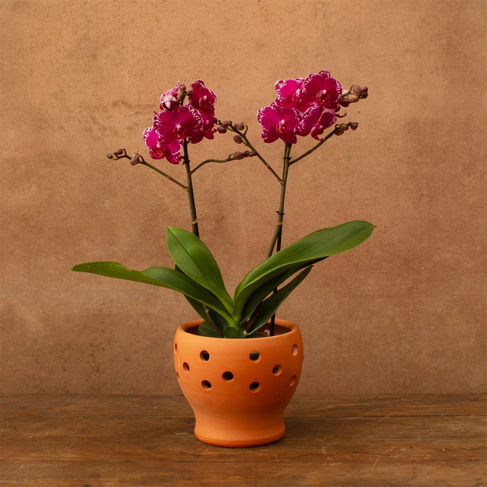 Phalaenopsis Asian Violin | Orchid