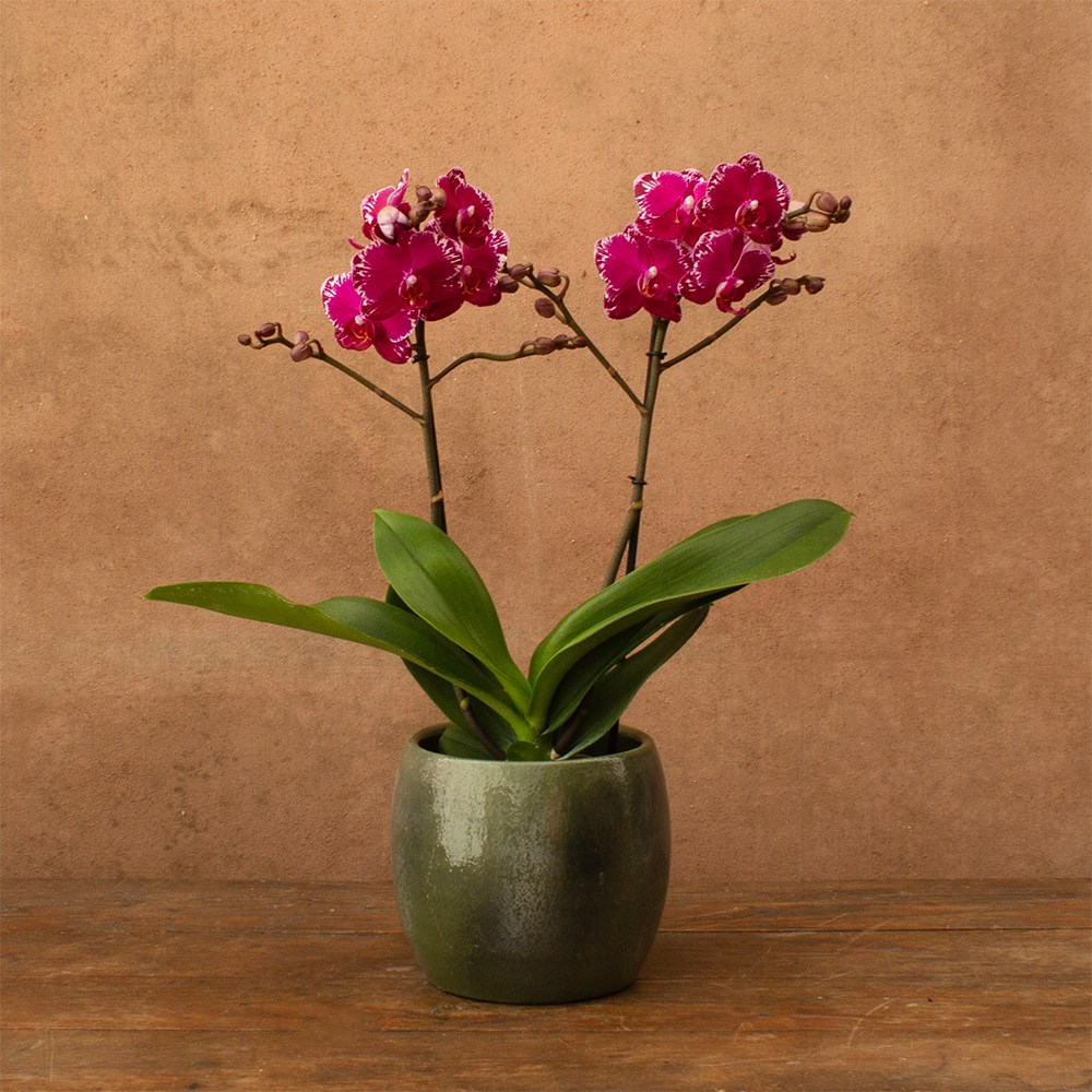 Phalaenopsis Asian Violin | Orchid