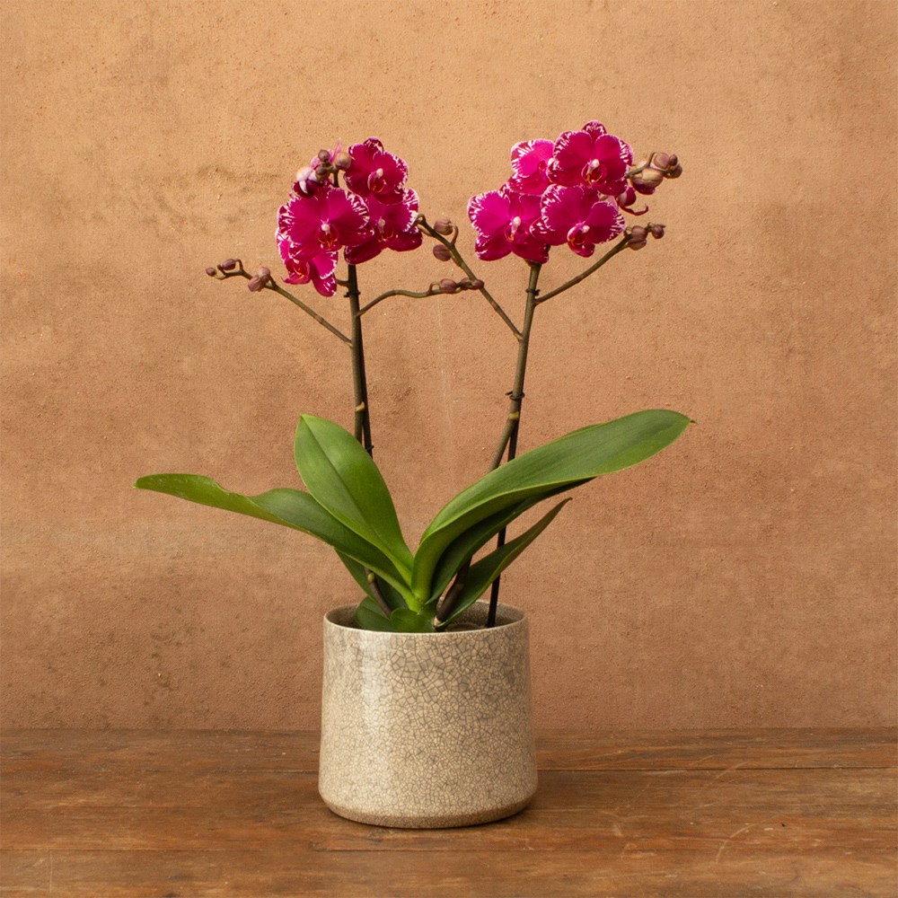 Phalaenopsis Asian Violin | Orchid