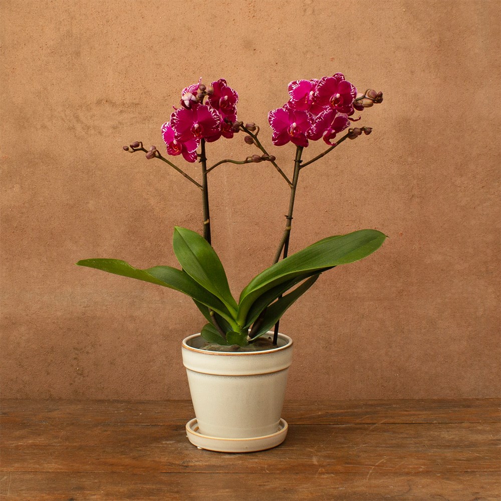 Phalaenopsis Asian Violin | Orchid
