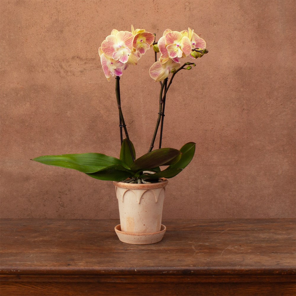 Phalaenopsis Lipa | Orchid