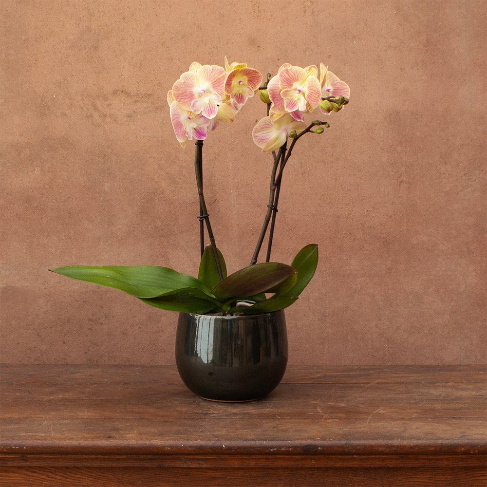 Phalaenopsis Lipa | Orchid
