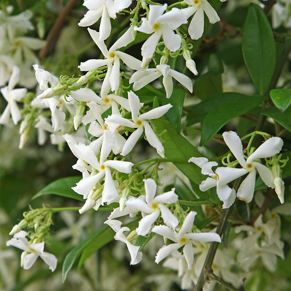 <i>Trachelospermum jasminoides</i> 