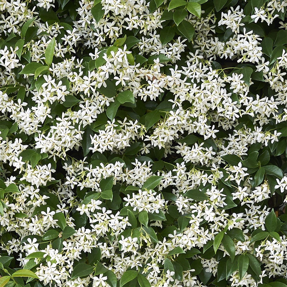 <i>Trachelospermum jasminoides</i> 