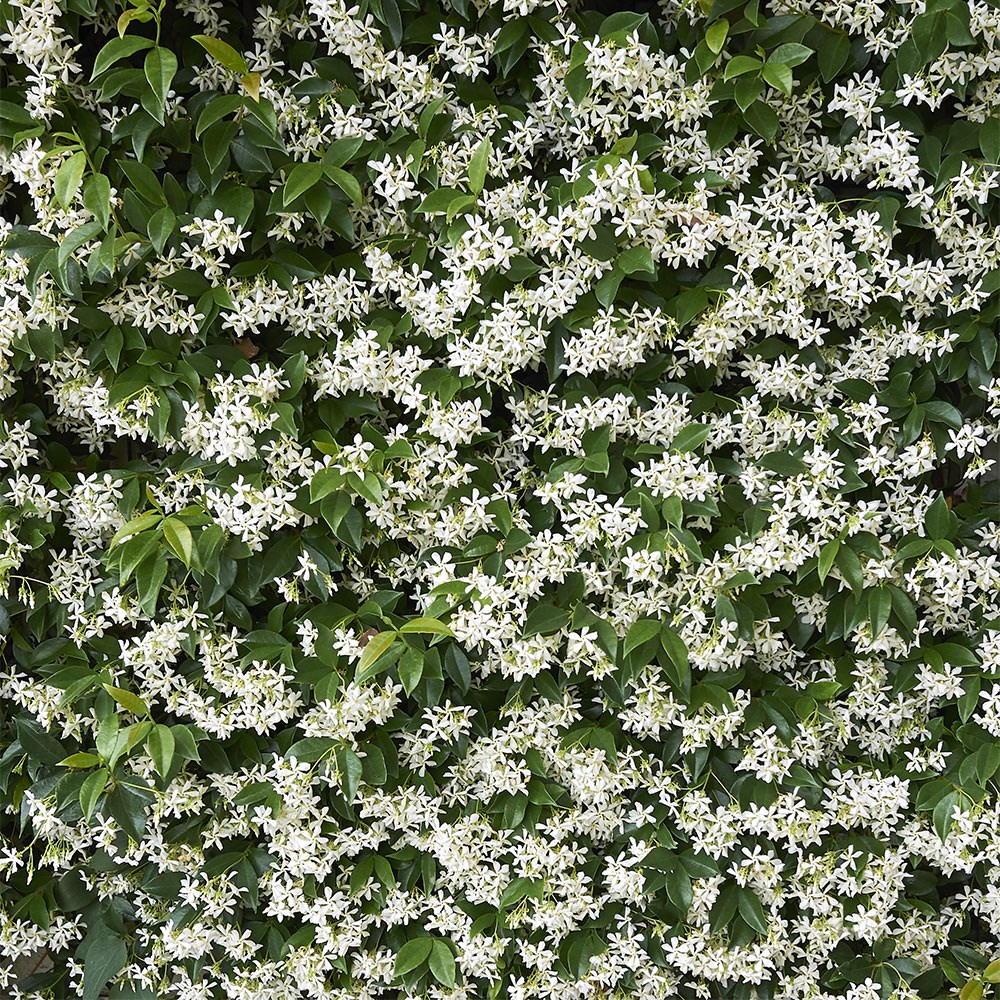 <i>Trachelospermum jasminoides</i> 