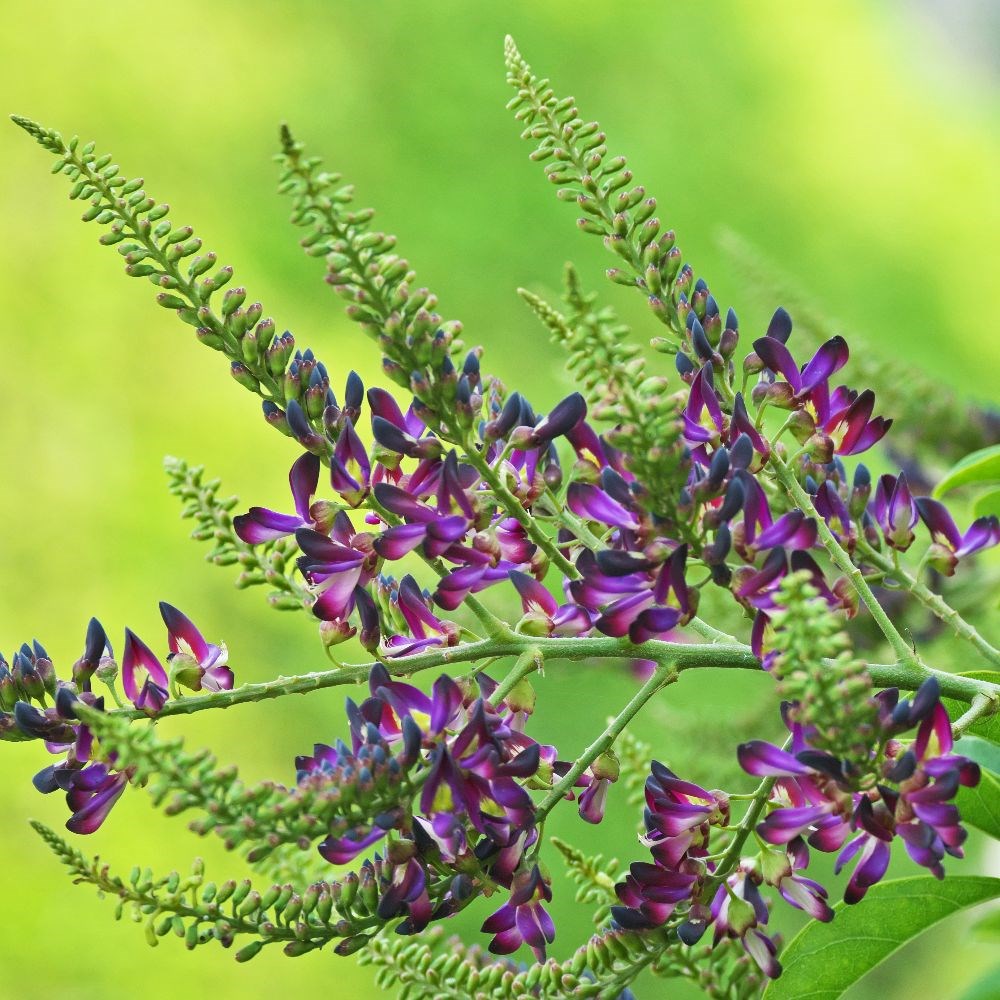 <i>Millettia reticulata</i> 