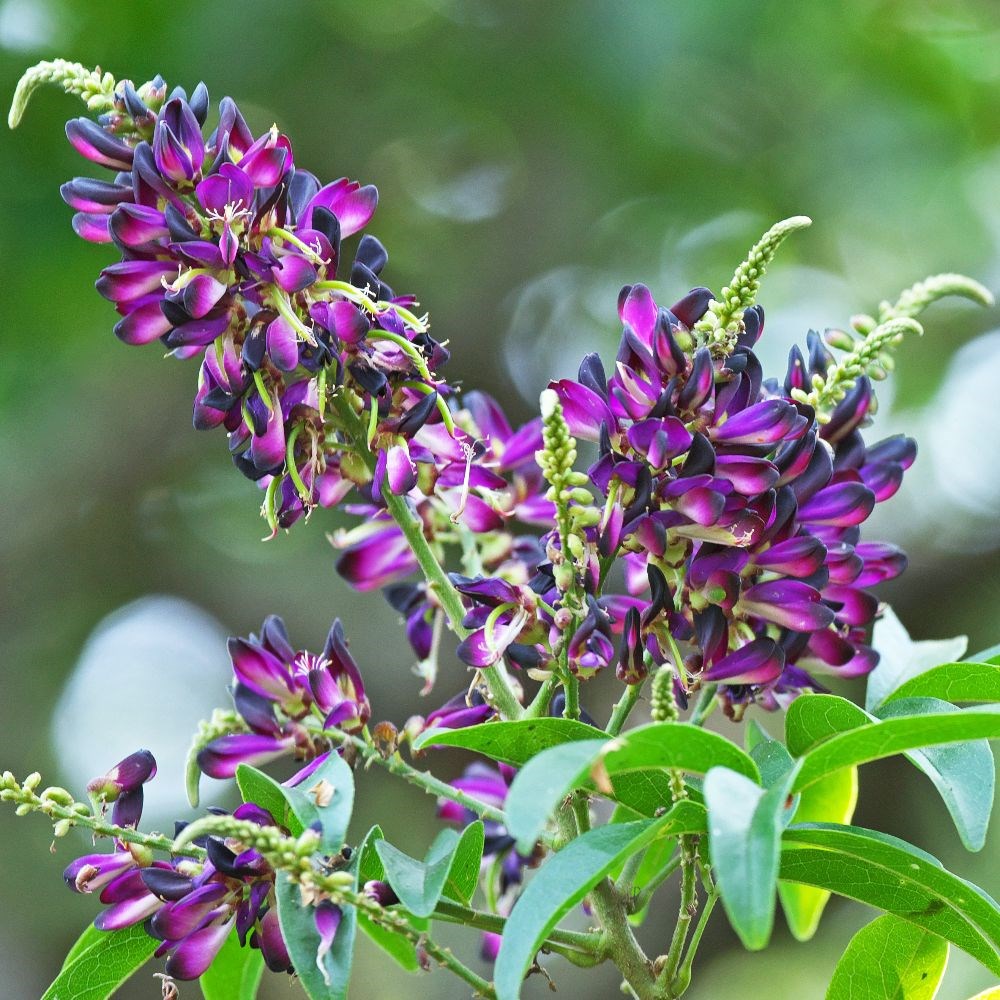 <i>Millettia reticulata</i> 